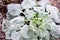 Hoar white frost crystals on the leaves of the Brussels sprout cabbage. Vegetable garden after the first autumn frost