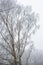 Hoare Frost covering the trees in a woodland in Surrey