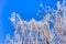 Hoarfrost birch branches