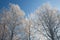 Hoarfrost birch tree tops winter