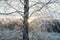 Hoarfrost birch tree twigs against sunlight