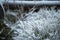 Hoarfrost on blueberries