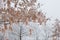 Hoarfrost on branches.