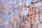 Hoarfrost on branches macro.