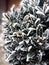 Hoarfrost on a Buxus plant