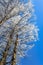 Hoarfrost with cedar