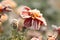 Hoarfrost. Close up of beautiful Marigold flower in pot. tagetes erecta, Mexican, Aztec or African marigold, in winter