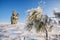 Hoarfrost on a coniferous tree