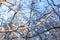 Hoarfrost covered branches