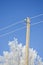 Hoarfrost covered electicity pole and tree