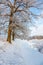 Hoarfrost covered oak trees in a winter landscape