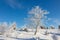 Hoarfrost covered tree