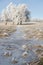 Hoarfrost covered tree grove