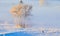 Hoarfrost covered trees in early morning light with a Mule Deer