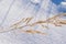 Hoarfrost on a dry blade of grass, close-up. Winter landscape.