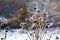 Hoarfrost on faded sunflowers on a frosty, cold day.