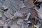 Hoarfrost on fallen autumn leaves