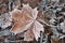 Hoarfrost on fallen leavers