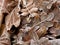 Hoarfrost on fallen leaves in winter