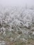 Hoarfrost and fresh snow on blades of grass in the fog