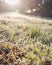 Hoarfrost grass in backlit. Solar flare