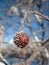 Hoarfrost on hafthorn berries in winter