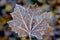 Hoarfrost maple autumn leaf, december, winter time