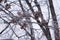 Hoarfrost on the maple branches