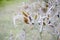 Hoarfrost plant, bush in garden. pastel colors. Winter nature in december