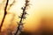 Hoarfrost on the plant close up at sunset.