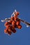 Hoarfrost on red berries