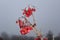 Hoarfrost on red berries on a dry branch