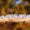 Hoarfrost rime on a naked branch outdoor