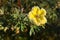 Hoarfrost Shrubby Cinquefoil flower