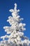 Hoarfrost and snow encrusted spruce tree