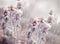 Hoarfrost on thistle - burdock, morning fog and frost in the meadow