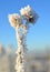 Hoarfrost on thistle flower close up.