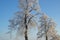 Hoarfrost tree