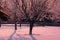 Hoarfrost on the trees