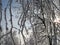 Hoarfrost in the trees in Belarus.