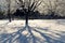 Hoarfrost on the trees in the garden