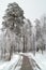 Hoarfrost on trees in winter.