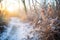 hoarfrost on twigs lining a secluded trail