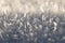 Hoarfrost. White frost. Frost. Small crystals of ice. Winter background. Christmas background. Closeup of hoarfrost. Frozen surfac