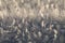 Hoarfrost. White frost. Frost. Small crystals of ice. Winter background. Christmas background. Closeup of hoarfrost. Frozen surfac