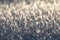 Hoarfrost. White frost. Frost. Small crystals of ice. Winter background. Christmas background. Closeup of hoarfrost. Frozen surfac