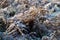 Hoarfrost on withered ferns on a frosty, cold day.