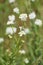 Hoary Alyssum