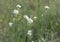 Hoary alyssum, Berteroa incana in bloom