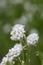 Hoary alyssum Berteroa incana clusters of white flowers
